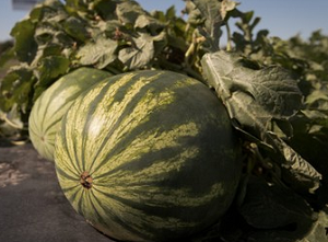 Watermelon_FP_cn_archive.png